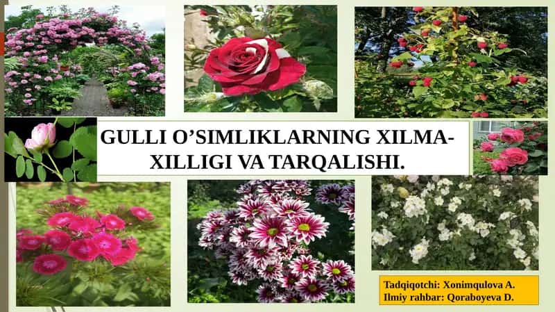 GULLI O’SIMLIKLARNING XILMA-XILLIGI VA TARQALISHI 1