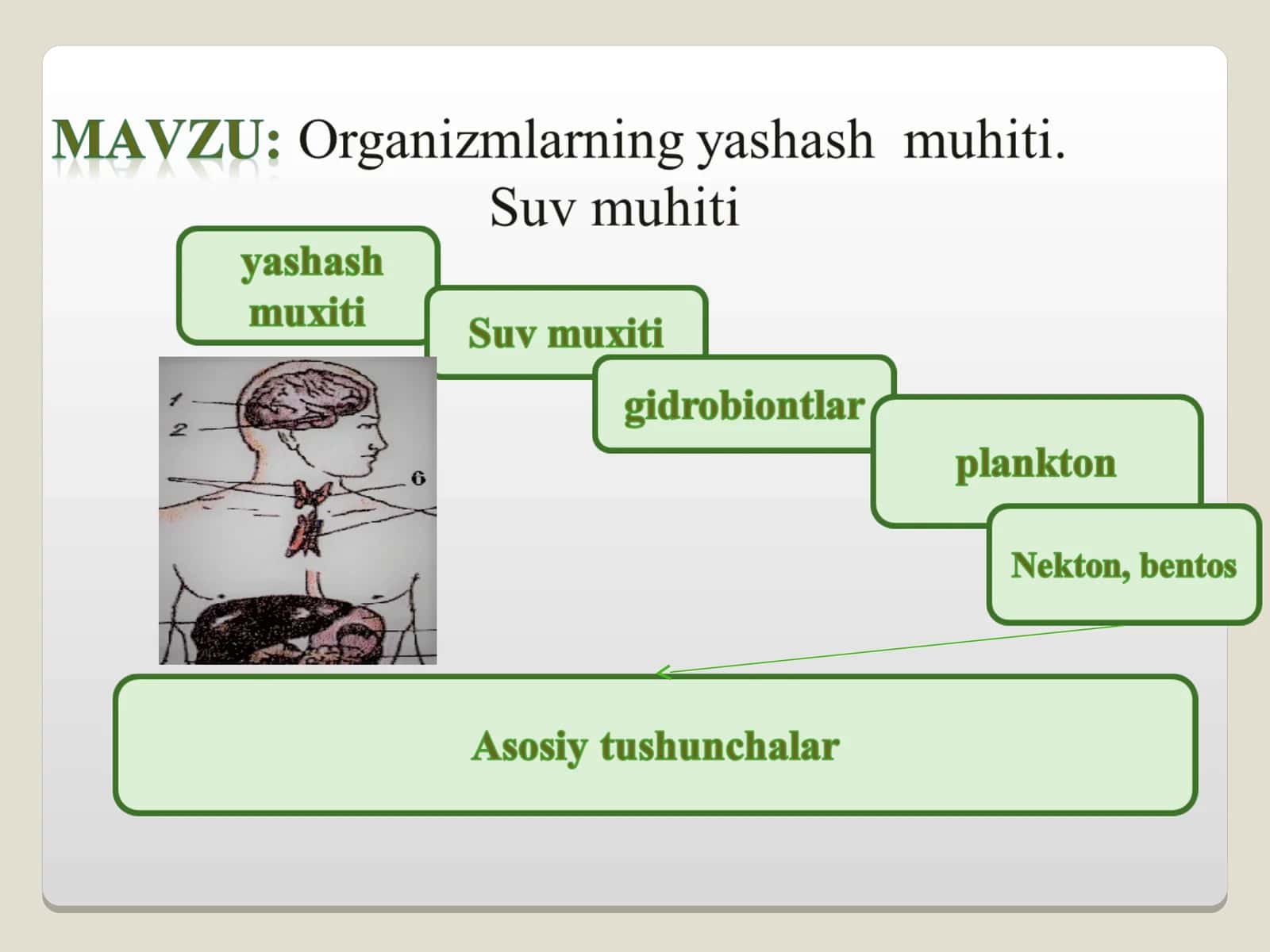 Ekologik omillar 1