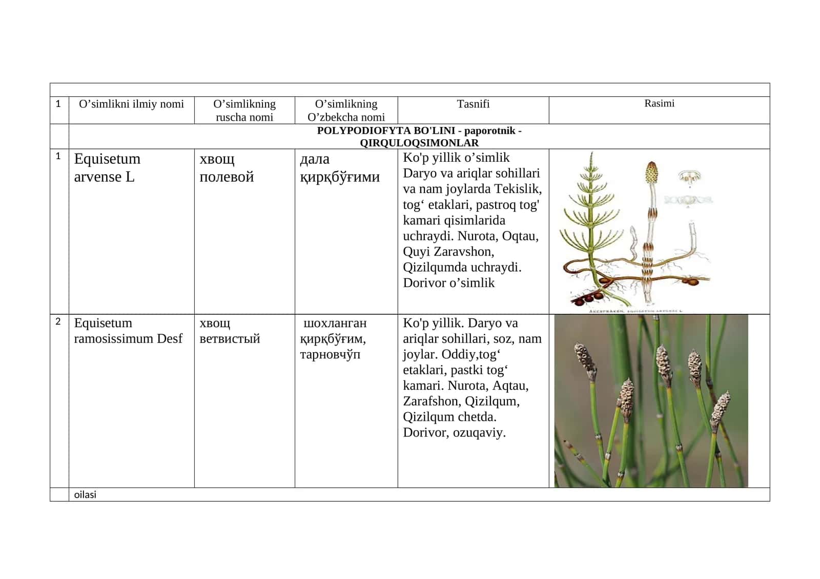 Equisetum ramosissimum Desf 1