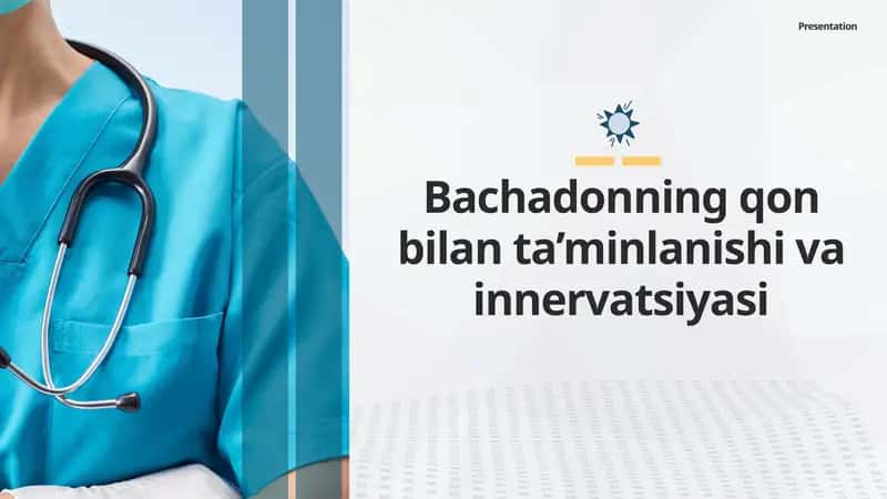 Bachadonning qon bilan ta’minlanishi va innervatsiyasi 1