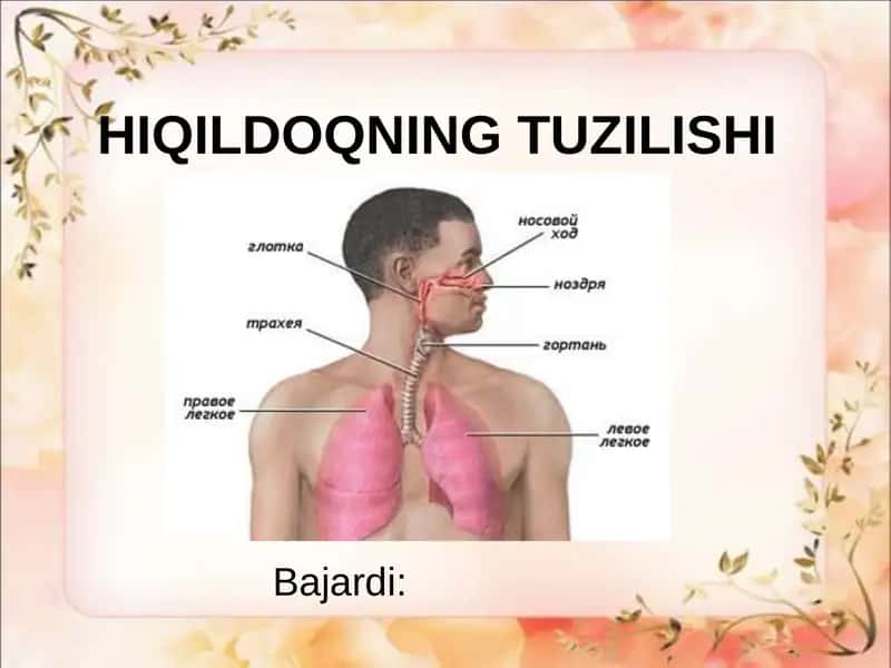 Hiqildoqning Tuzilishi 1