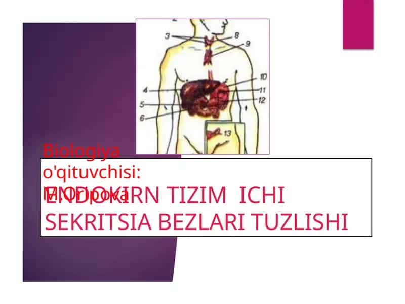 ENDOKIRN TIZIM ICHI SEKRITSIA BEZLARI TUZLISHI 1