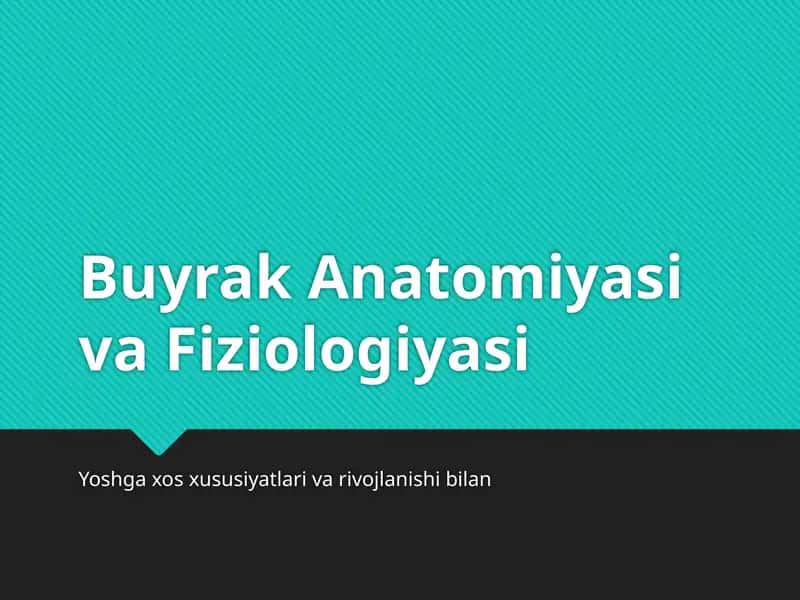 Buyrak Anatomiyasi va Fiziologiyasi 1