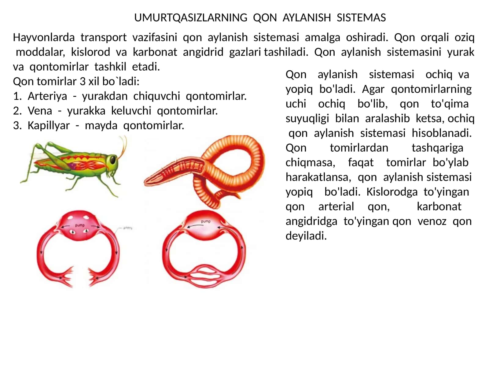 Umurtqasizlarning qon aylanish sistemasi 1