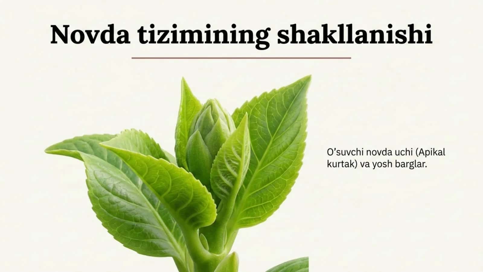 Novda tizimining shakllanishi 1