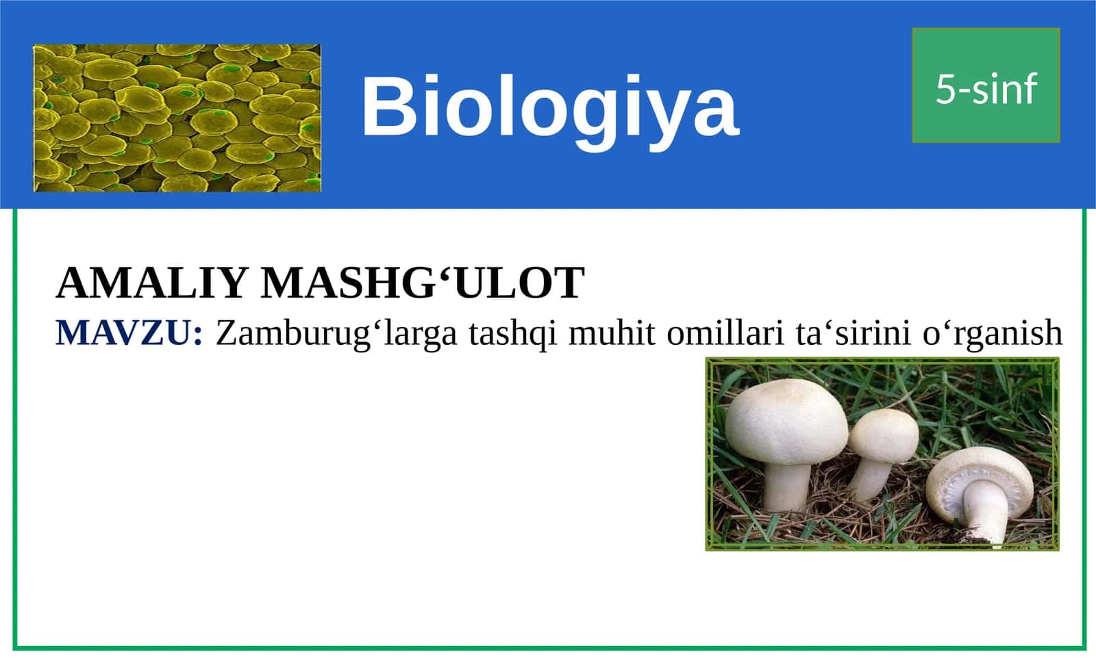 Biologiya 5-sinf AMALIY MASHG‘ULOT-MAVZU: Zamburug‘largatashqimuhitomillarita‘sirinio‘rganish 1