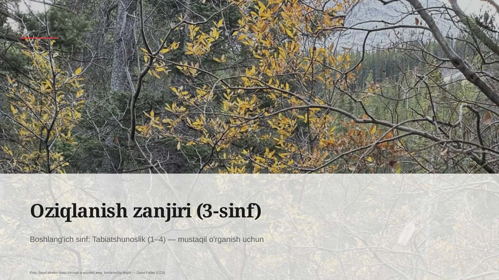 Oziqlanish zanjiri (3-sinf) 1