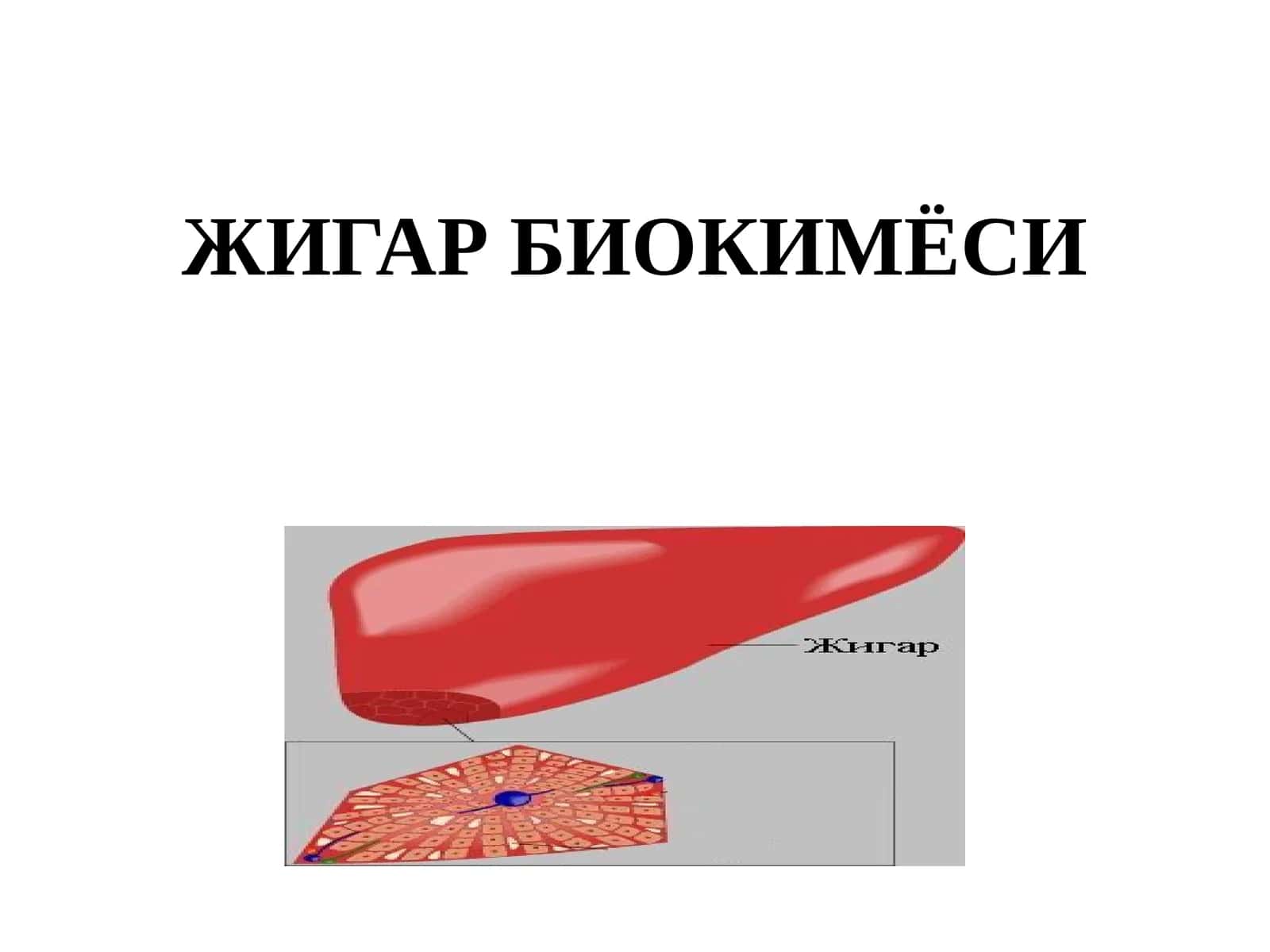 Жигар Биокимёси 1