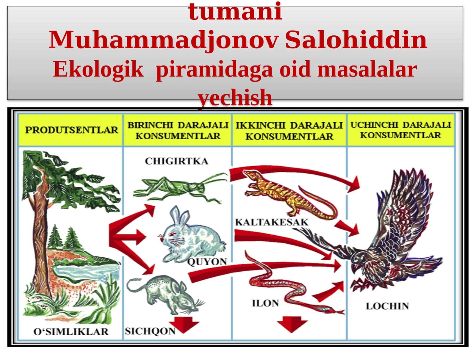 Ekologik piramidaga oid masalalaryechish 1