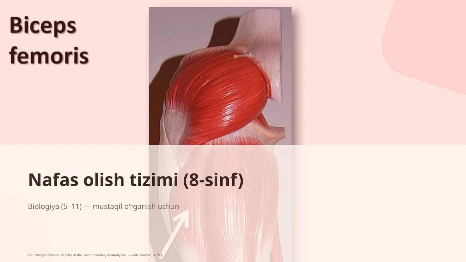 Nafas olish tizimi (8-sinf) 1