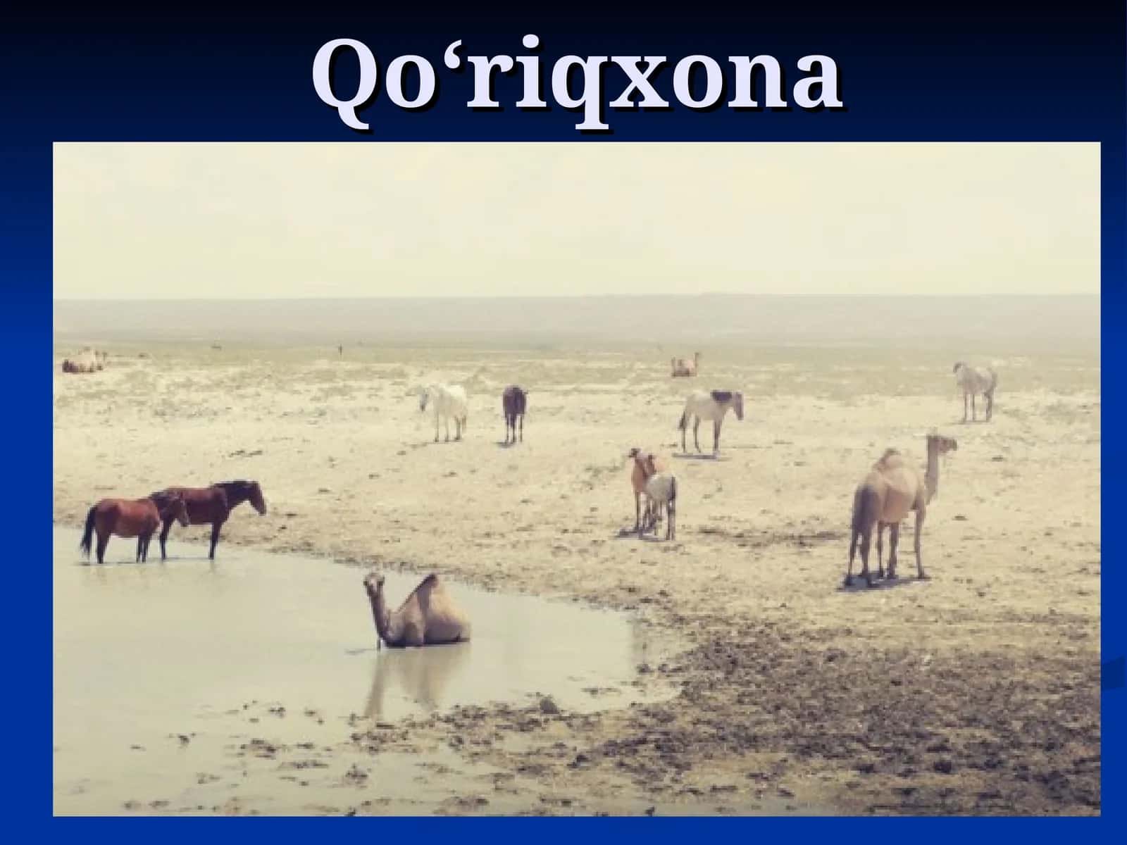 Qo‘riqxona 1