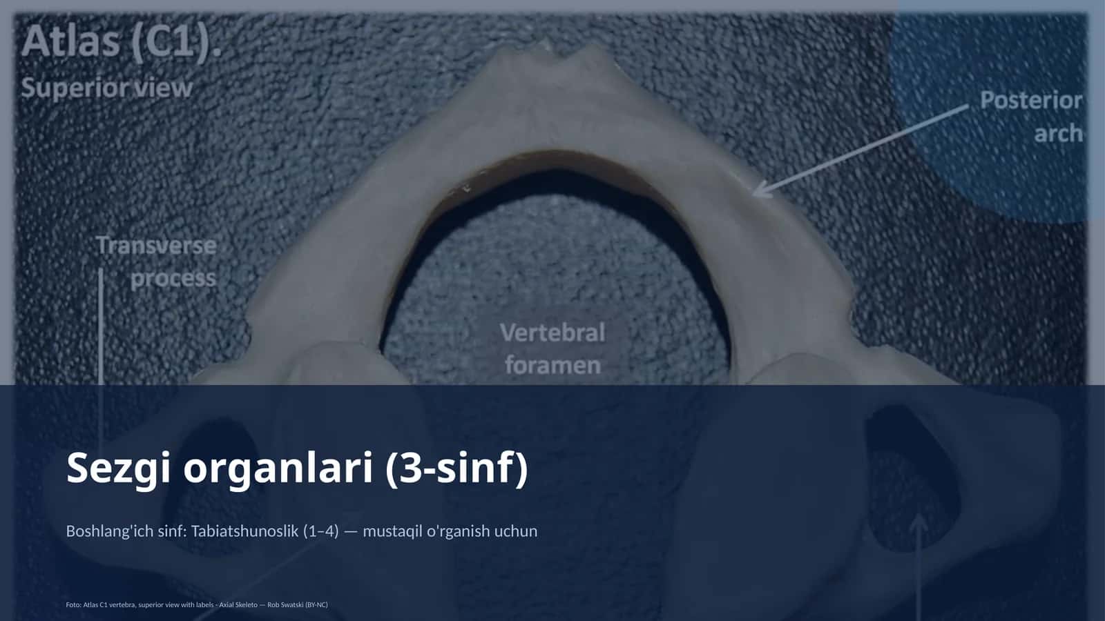 Sezgi organlari (3-sinf) 1
