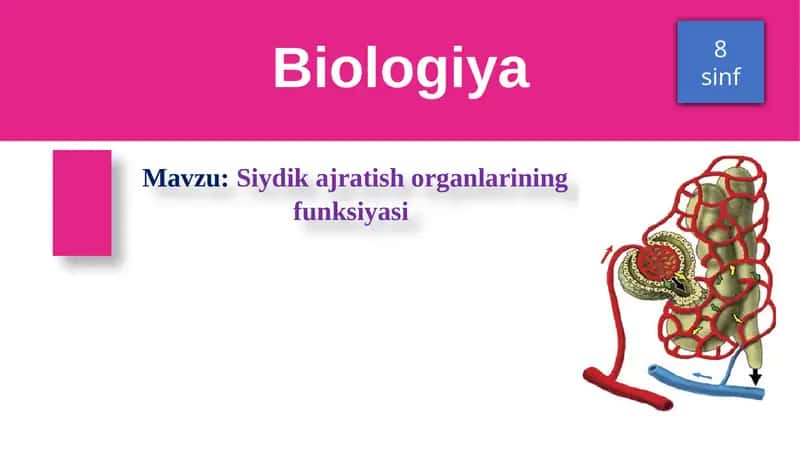 Siydik ajratish organlarining funksiyasi 1