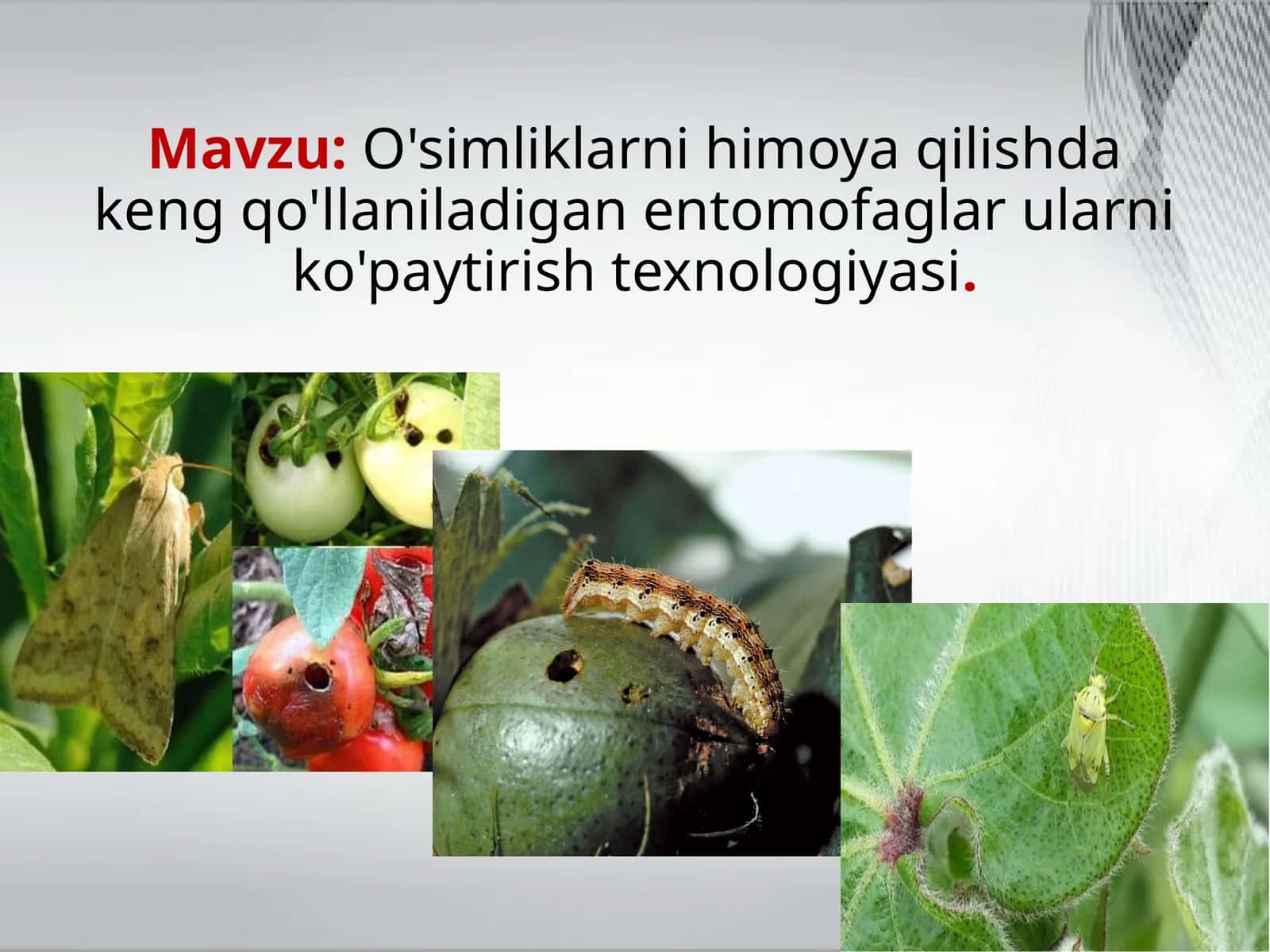 O'simliklarnihimoya qilishda keng qo'llaniladigan entomofaglar ularni ko'paytirish texnologiyasi 1