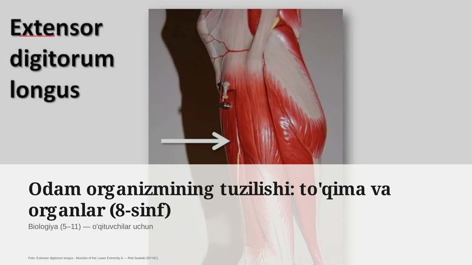 Odam organizmining tuzilishi: to'qima va organlar (8-sinf) 1