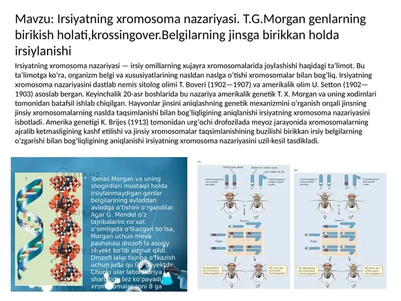 Irsiyatning xromosoma nazariyasi. T.G.Morgan genlarning  birikish holati,krossingover.Belgilarning jinsga birikkan holda irsiylanishi 1