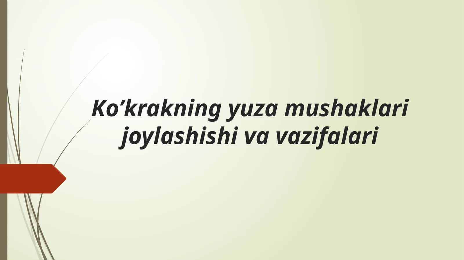 Ko’krakning yuzamushaklari joylashishi va vazifalari 1