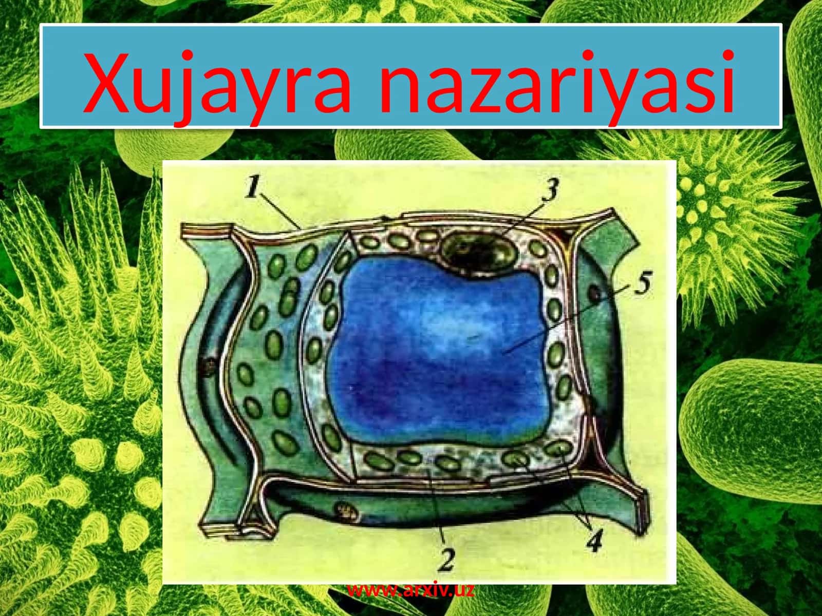 Xujayranazariyasi 1