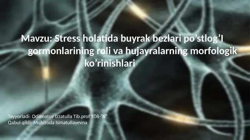 Stress holatida buyrak bezlari po'stloq'i 1
