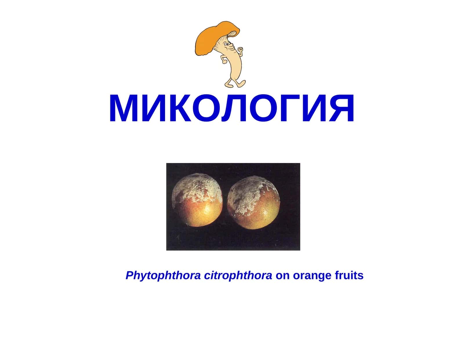 Тубан замбуруғлар ва замбуруғсимон организмлар.ProtozoavaXromistaдунёлари 1
