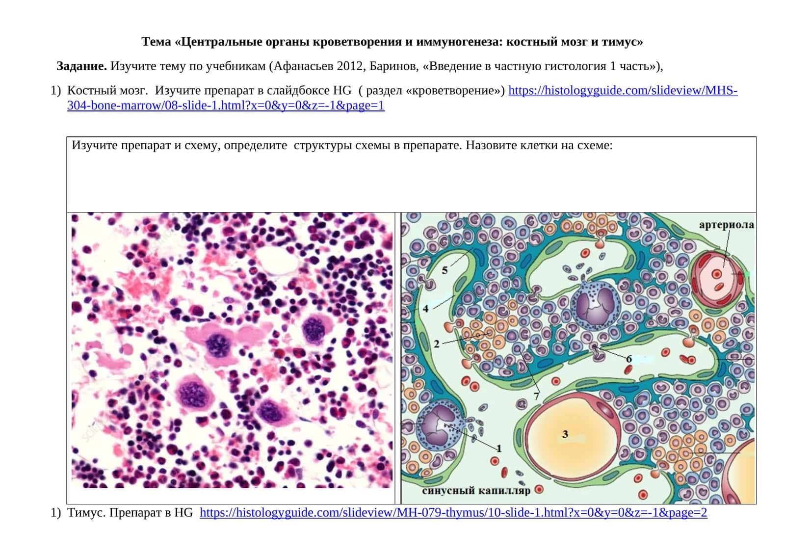 Центральные органы кроветворения и иммуногенеза: костный мозг и тимус 1
