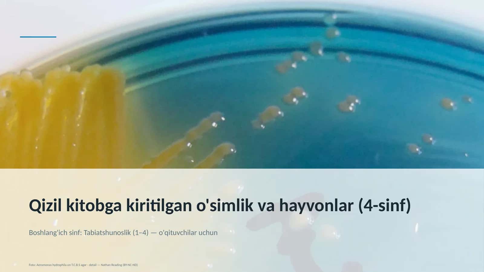 Qizil kitobga kiritilgan o'simlik va hayvonlar (4-sinf) 1
