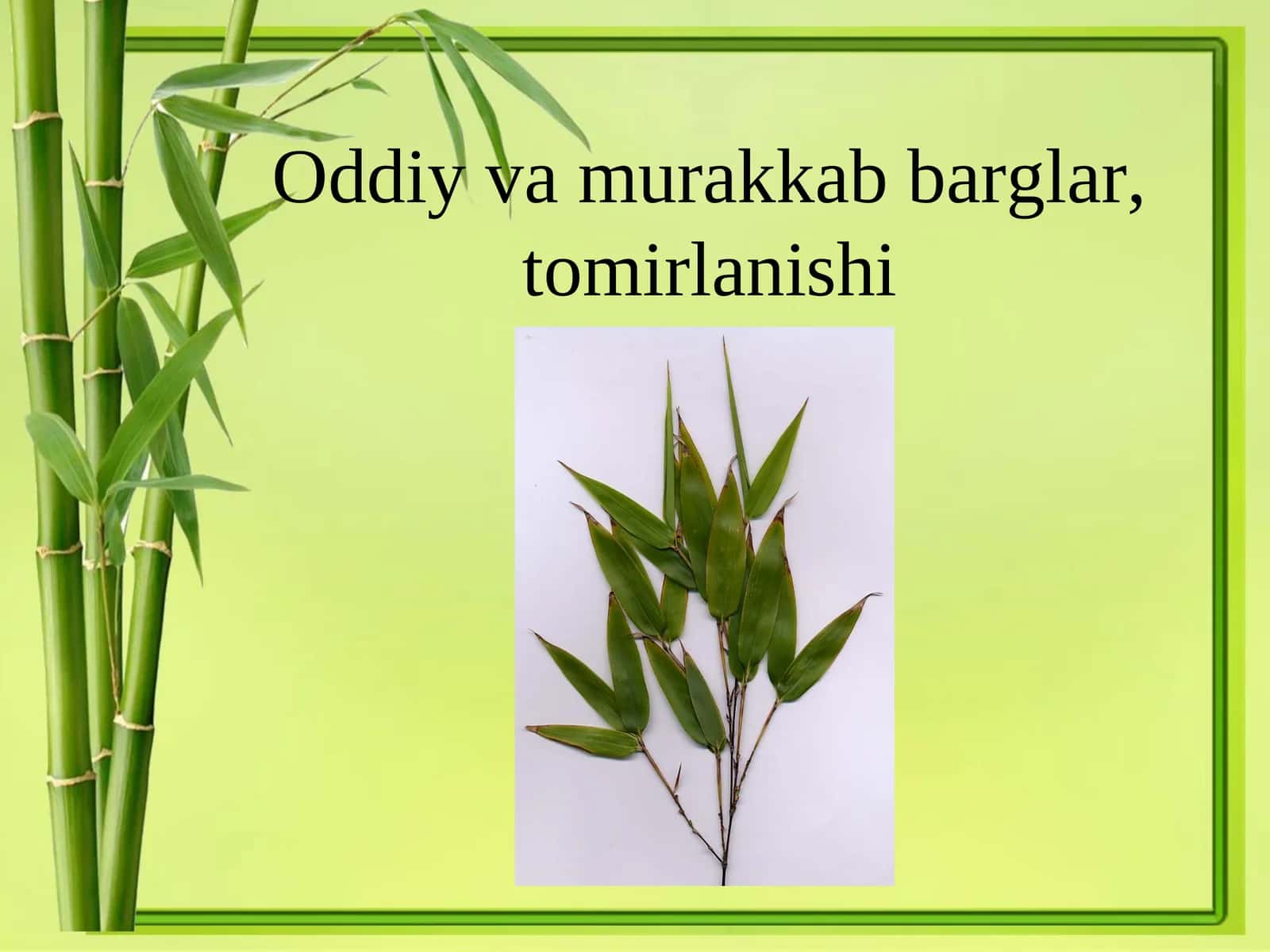 Folium 1