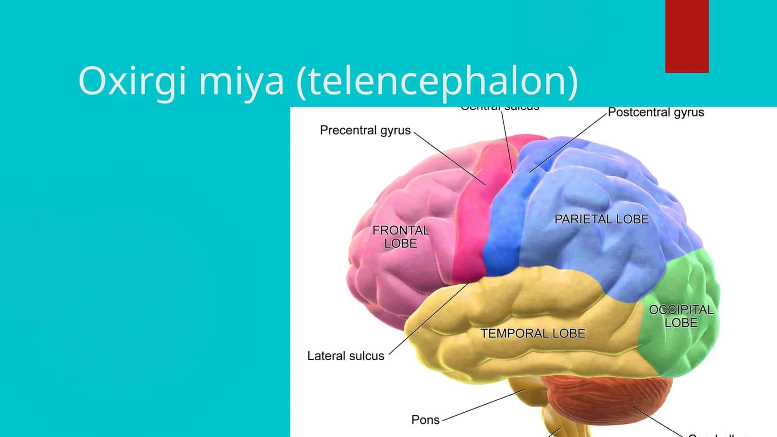 oxirgi miya telencephalon 1