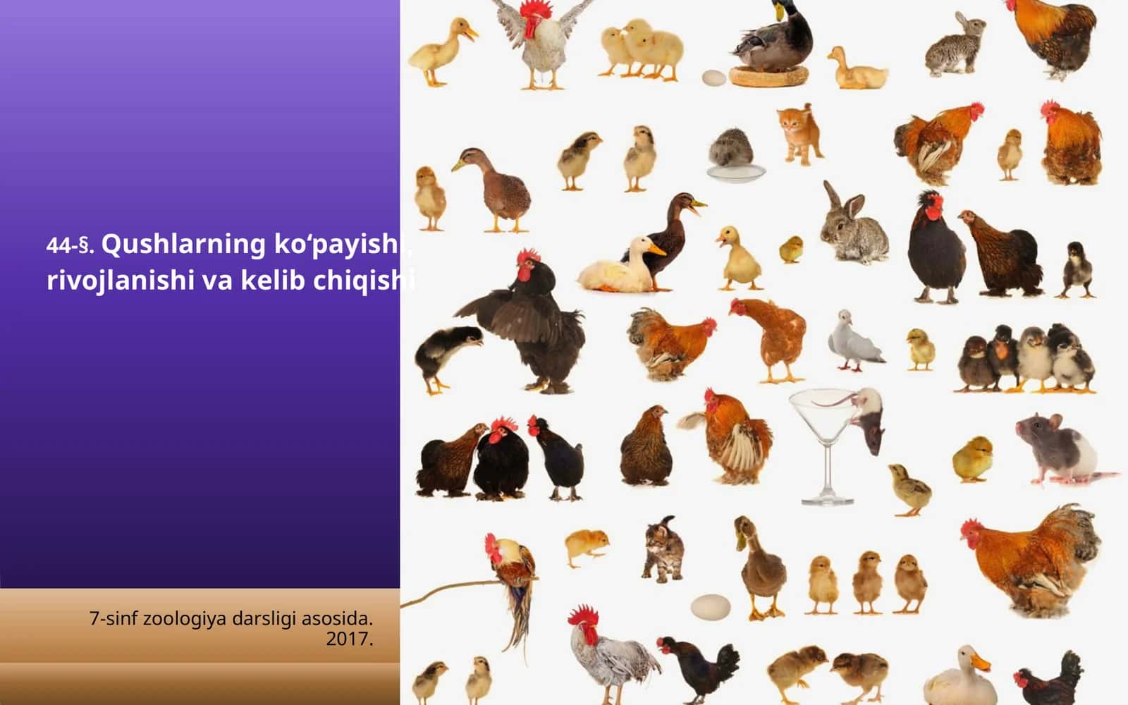 7-sinf Zoologiya 'Qushlarning ko'payishi, rivojlanishi va kelib chiqishi' ko'rgazma 1