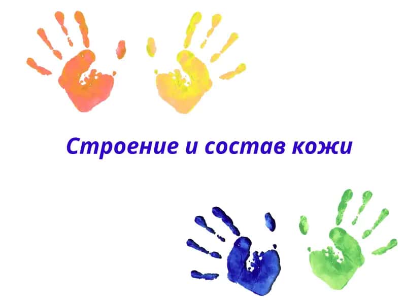 Строение и состав кожи 1