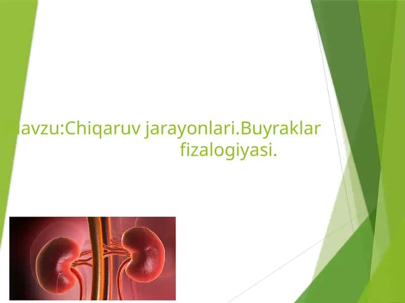 Buyrak fiziologiyasi 1