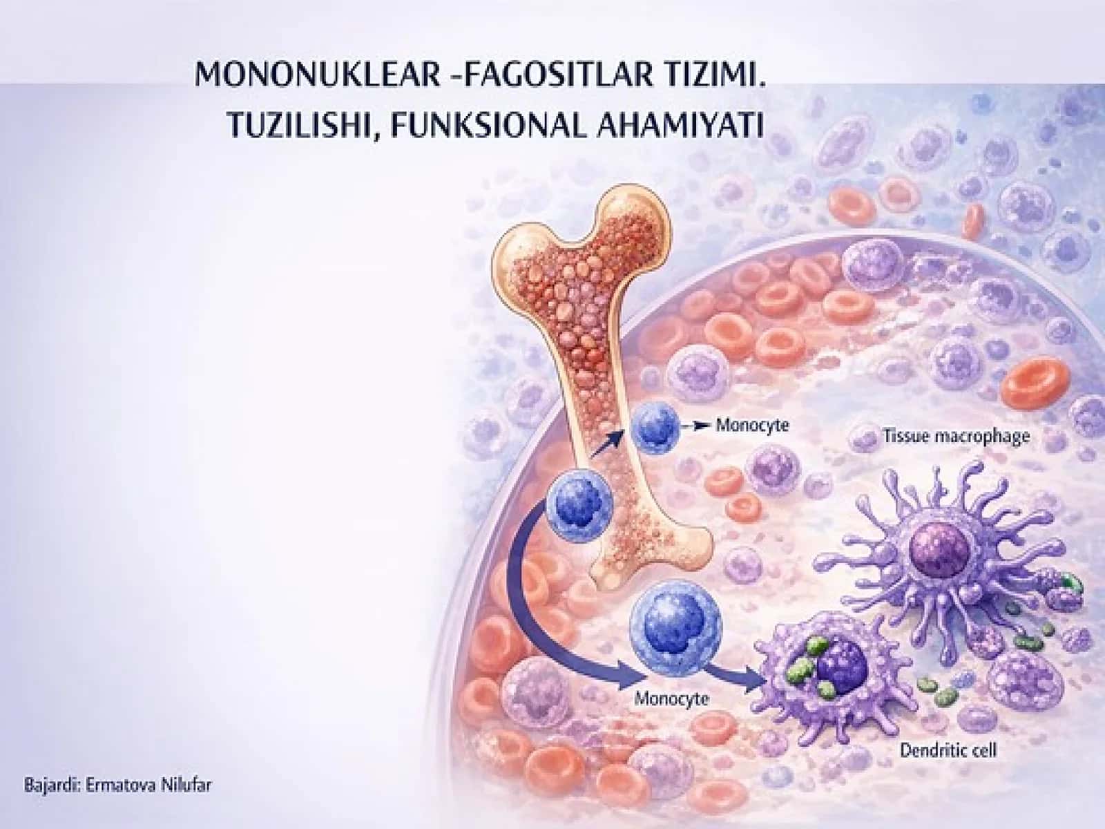 MONONUKLEAR -Fagotysitar tizim funksiyalari va ahamiyati 1