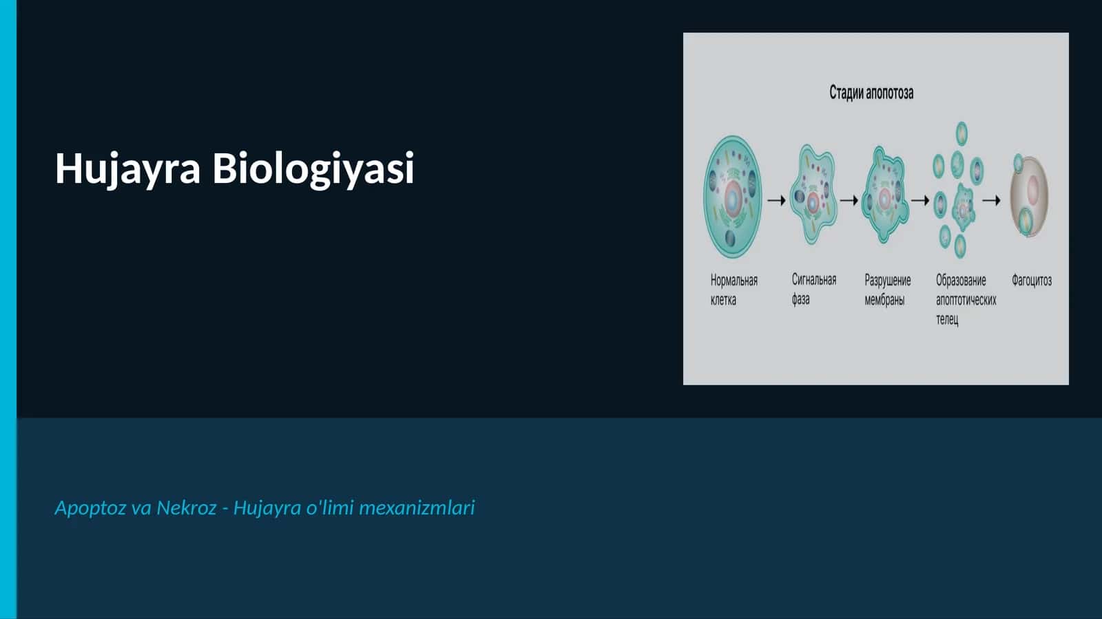Hujayra Biologiyasi 1