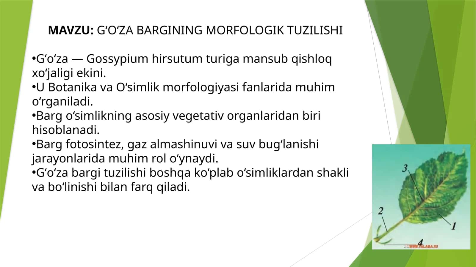 GʻOʻZABARGINING MORFOLOGIK TUZILISHI 1