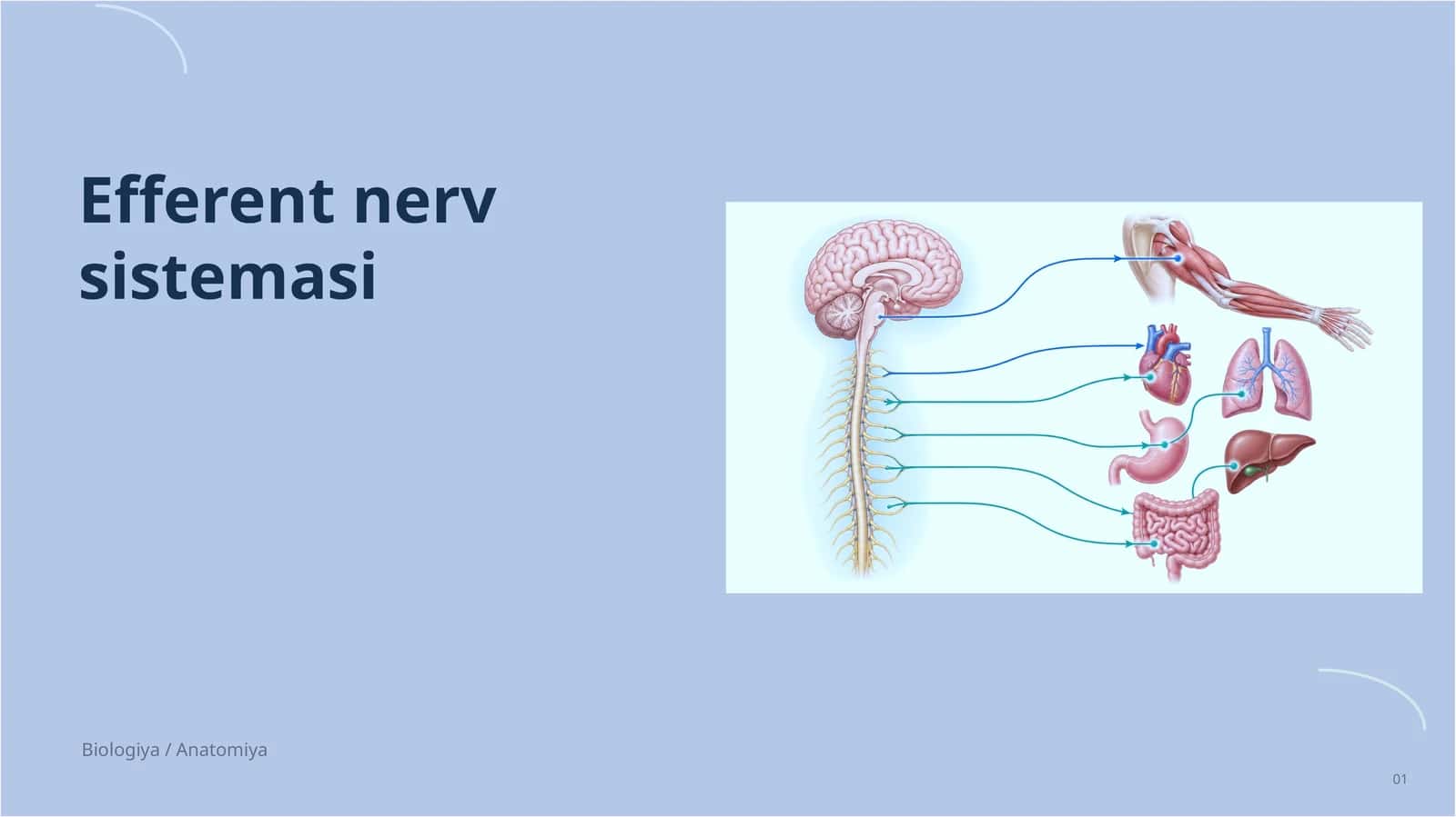 Efferent nerv sistemasi 1