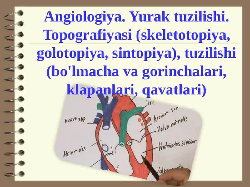 Angiologiya.Yuraktuzilishi.Topografiyasi 1