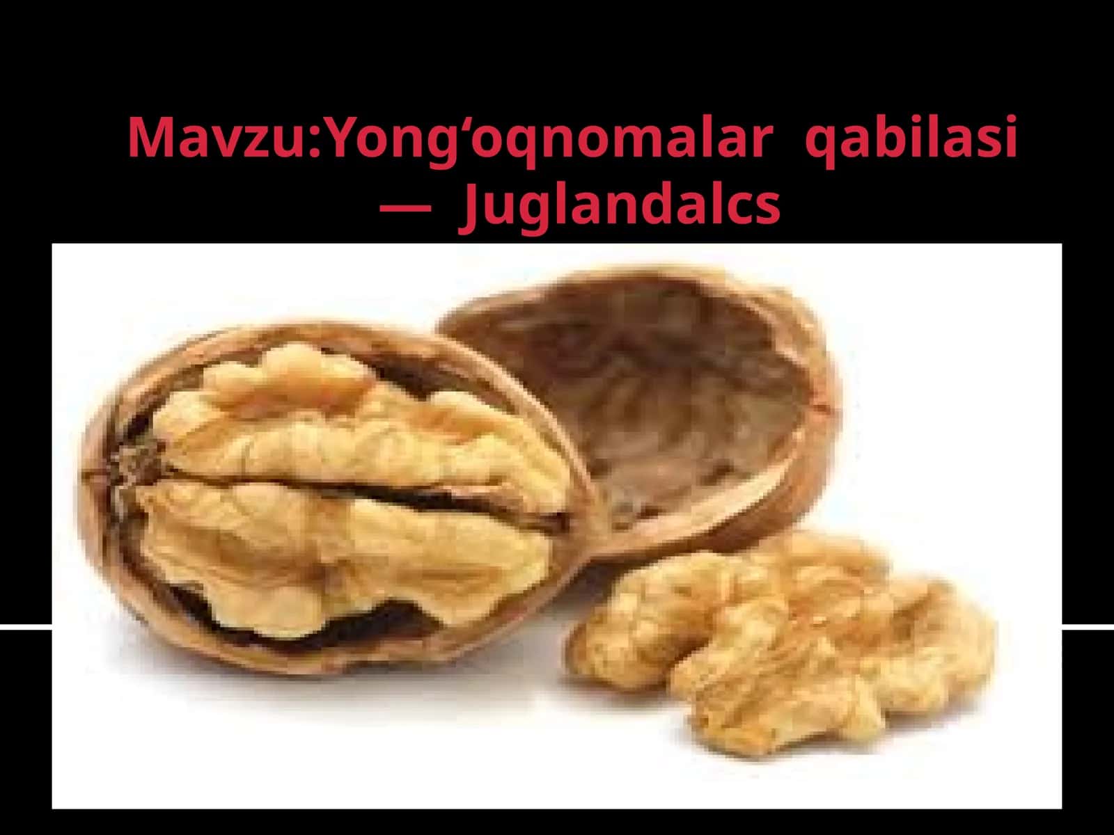 Yong‘oqnomalarqabilasi—Juglandalcs 1