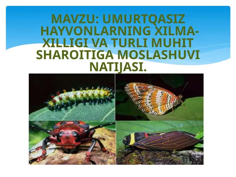 UMURTQASIZHAYVONLARNING XILMA-XILLIGI VA TURLI MUHIT SHAROITIGA MOSLASHUV 1