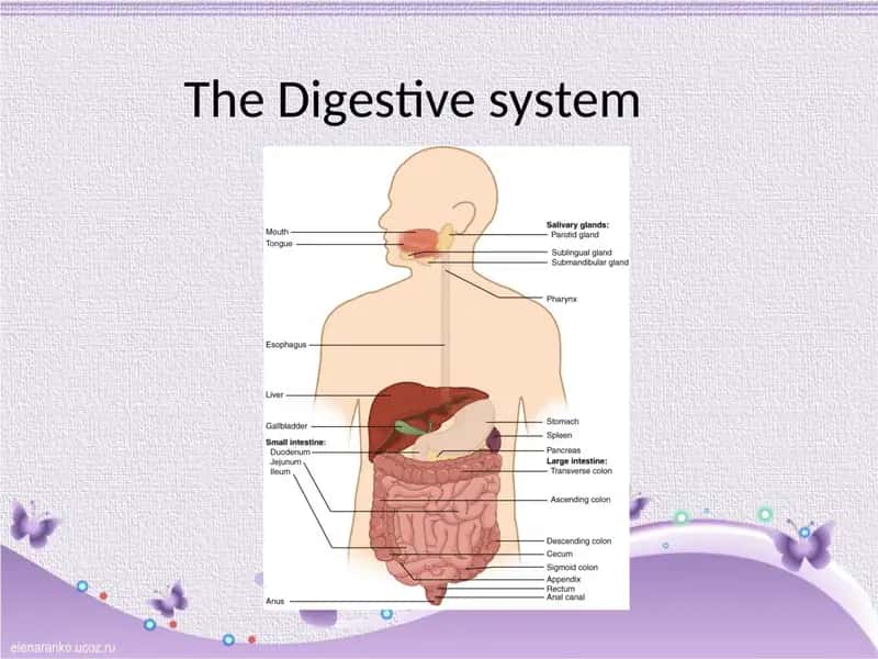The Digestive physiology 1