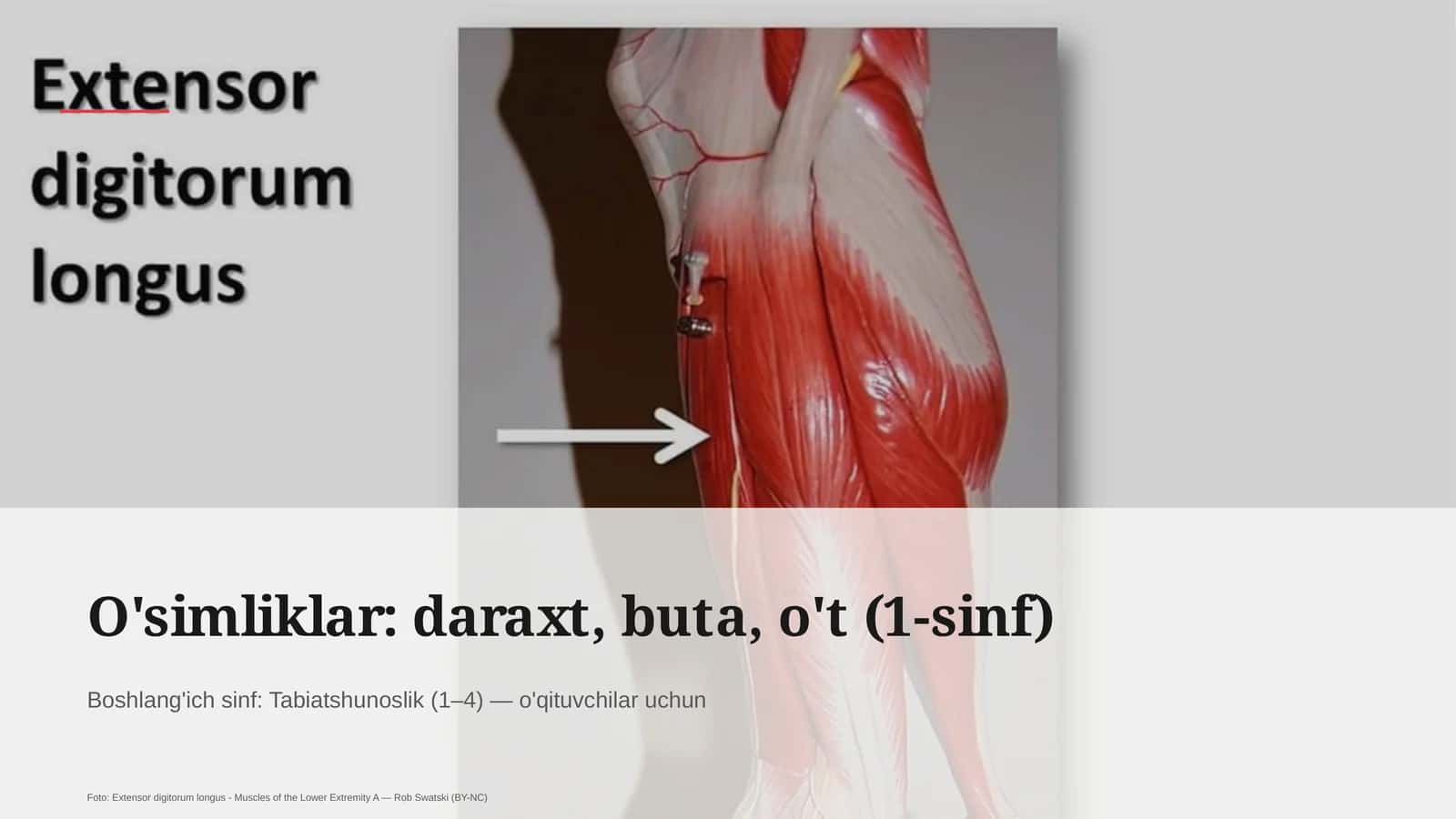 O'simliklar: daraxt, buta, o't (1-sinf) 1