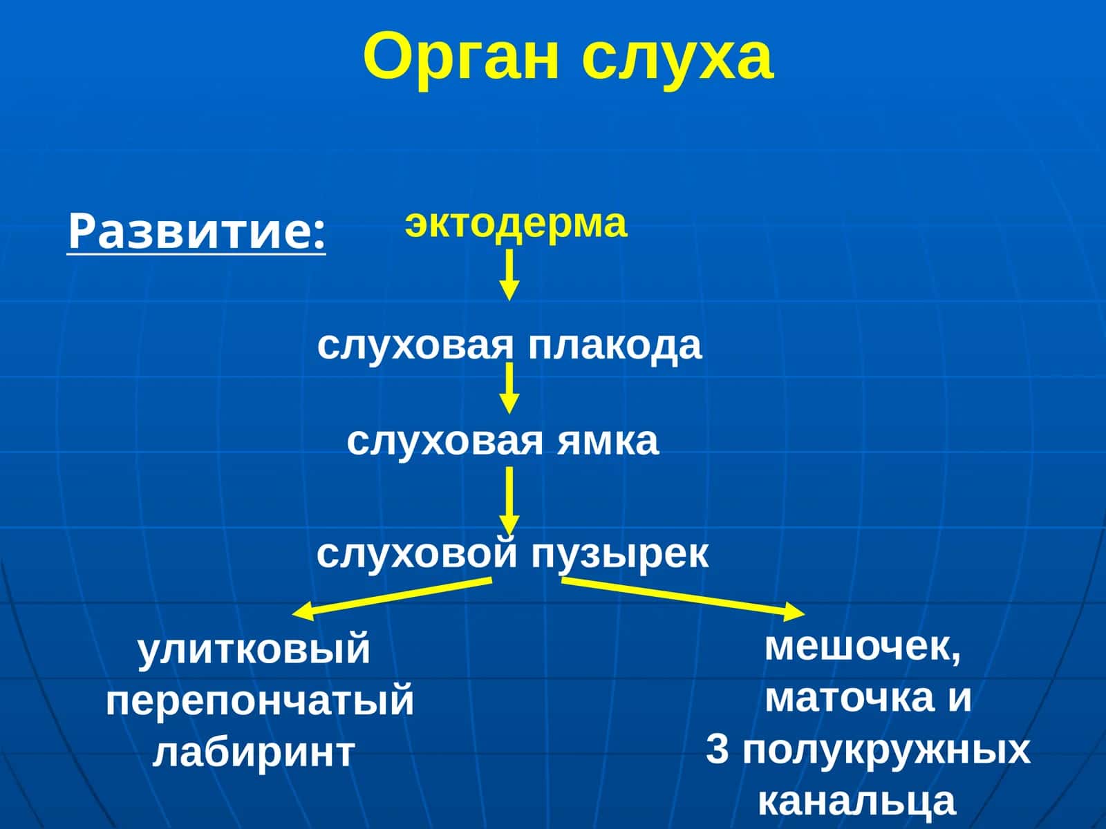 Орган слуха 1