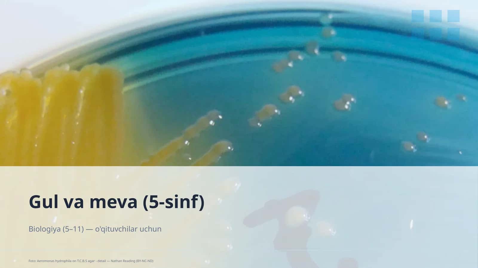 Gul va meva (5-sinf) 1