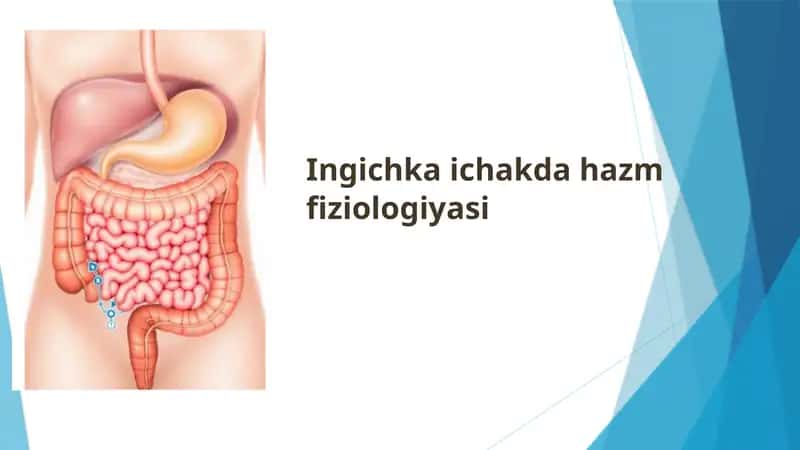 Ingichka ichakda hazm fiziologiyasi 1