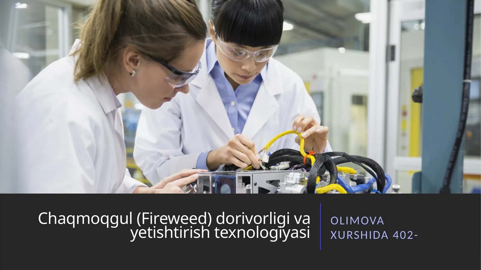 Chaqmoqgul (Fireweed) dorivorligi va yetishtirish texnologiyasi 1