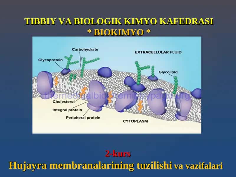 Hujayra Membranalarining Tuzilishi va Vazifalari 1
