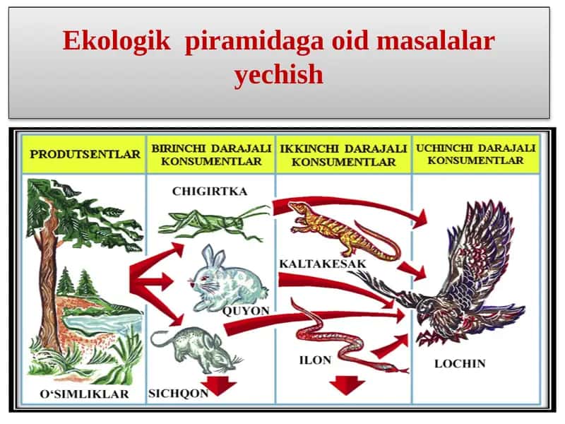Ekologik  piramidaga oid masalalar yechish 1