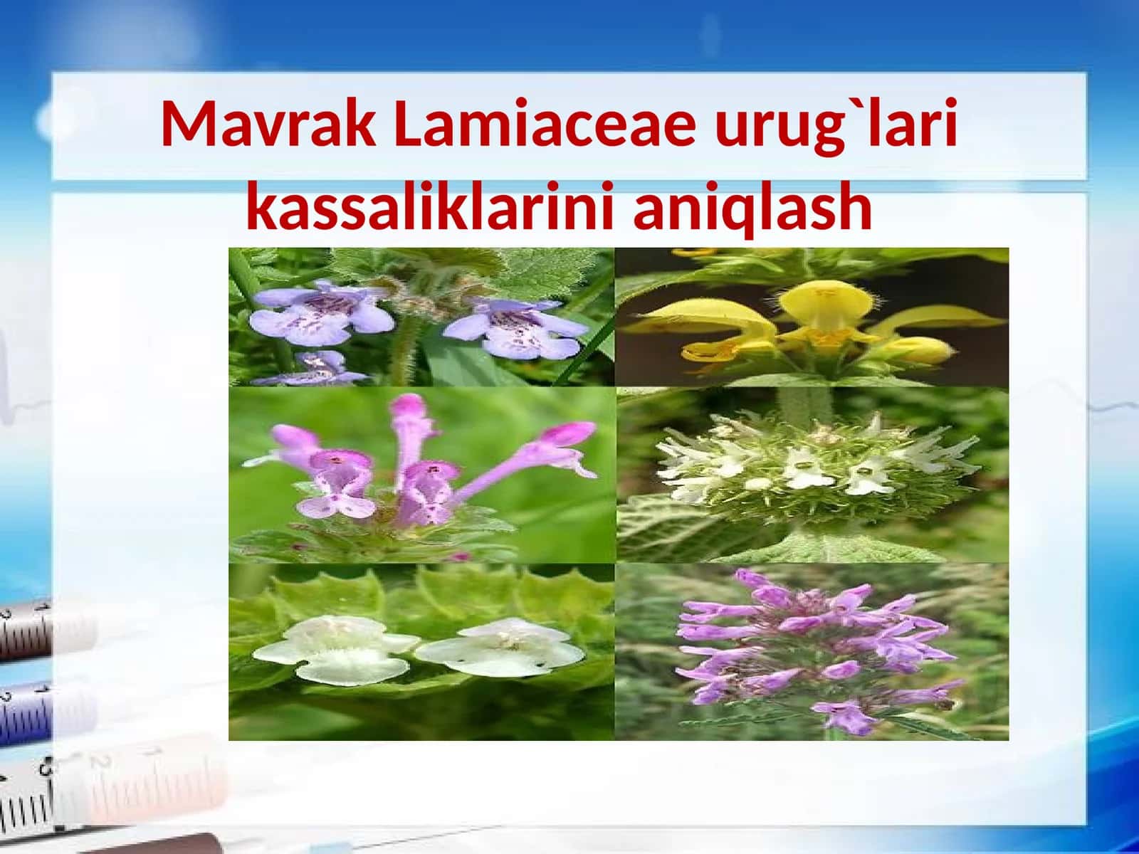 Mavrak 1
