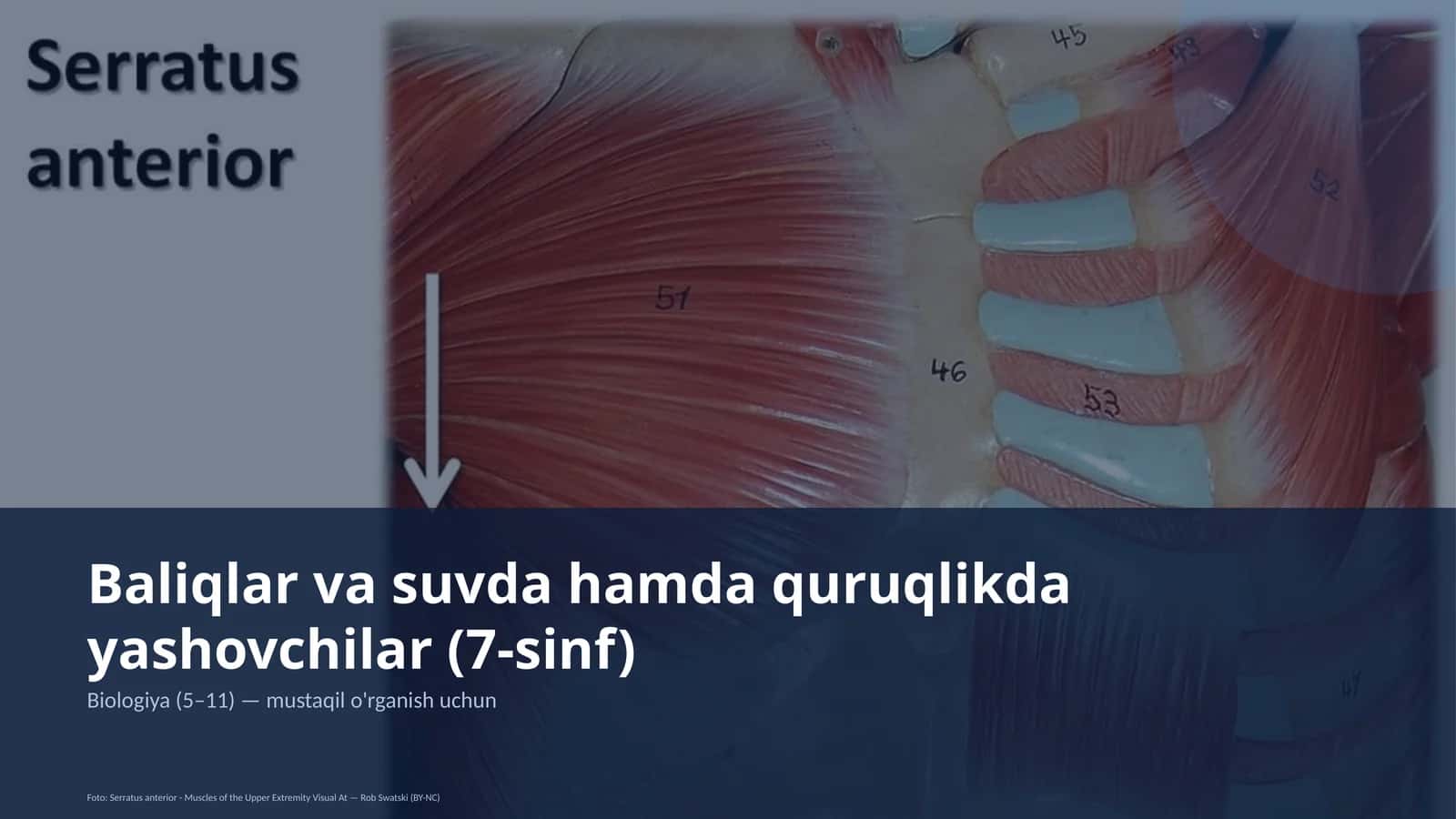 Baliqlar va suvda hamda quruqlikda yashovchilar (7-sinf) 1