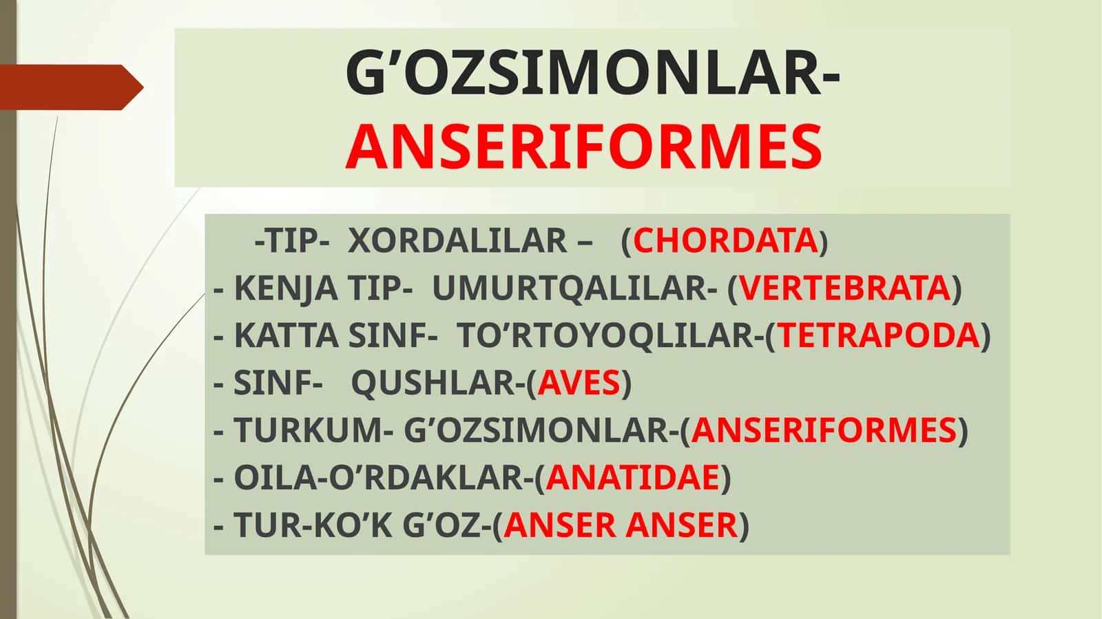 G’ozsimonlar- Anseriformes 1