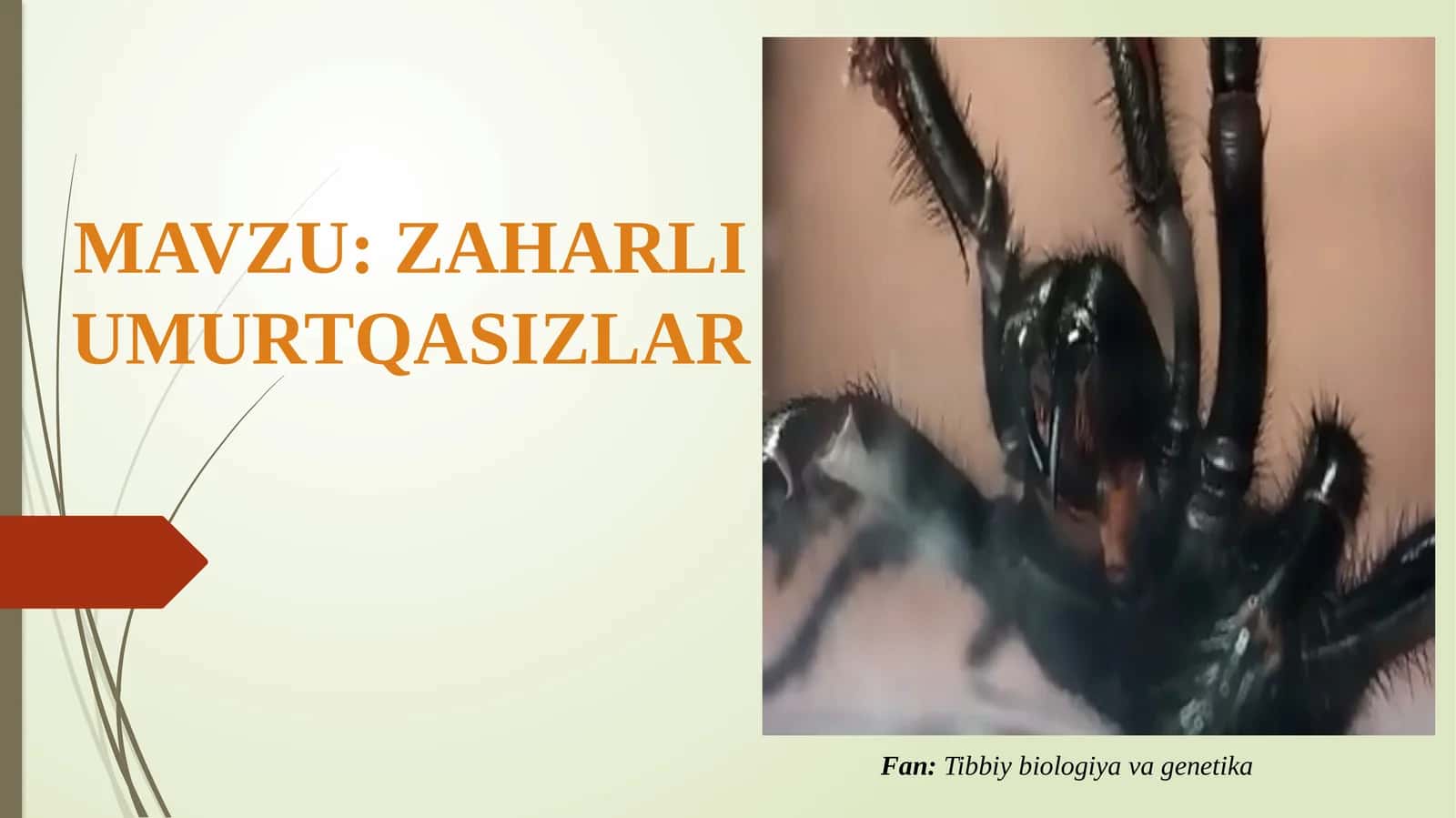 Zaharli hayvonlar umurtqasizlar 1